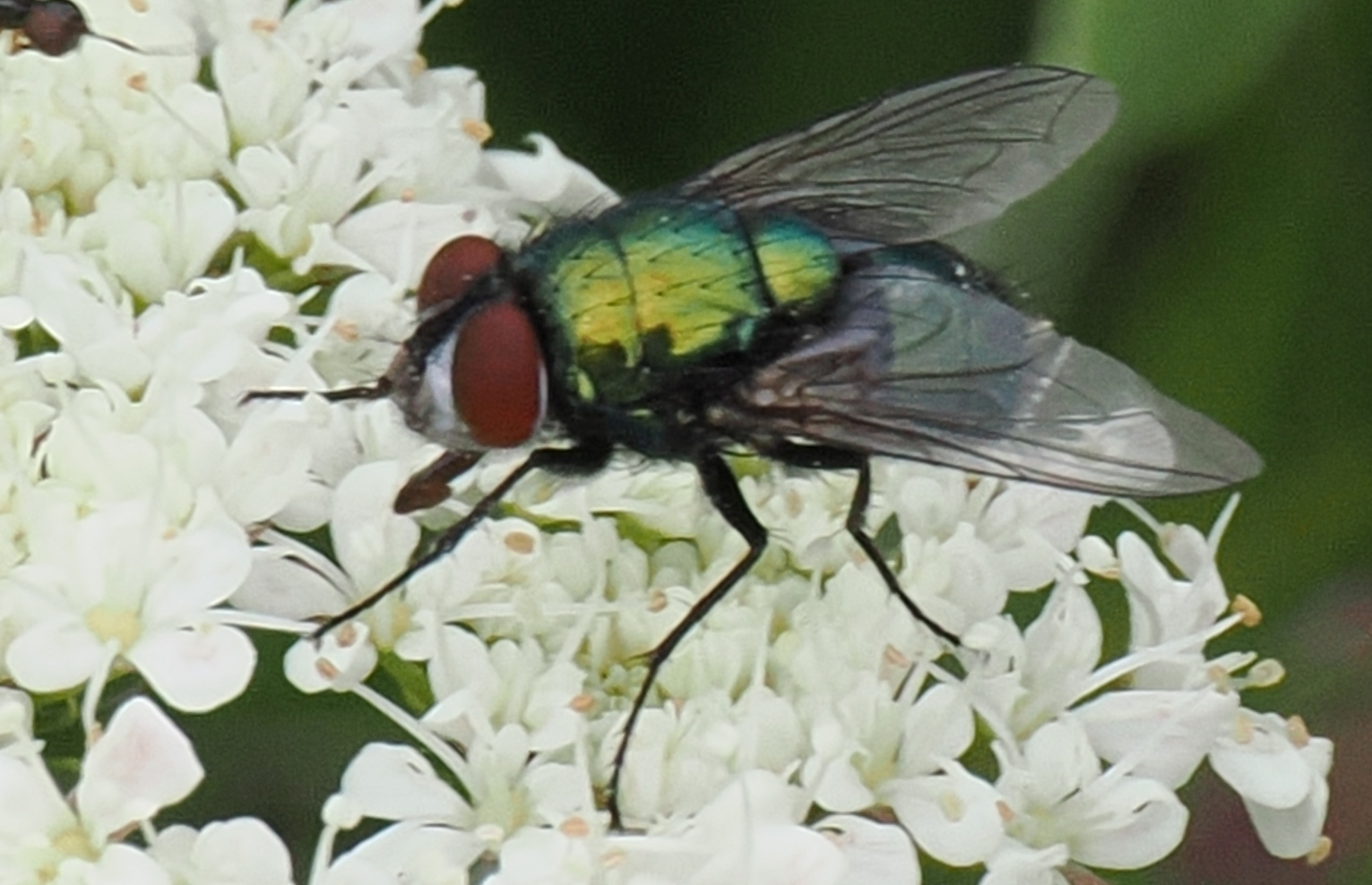 Lucilia-sericata